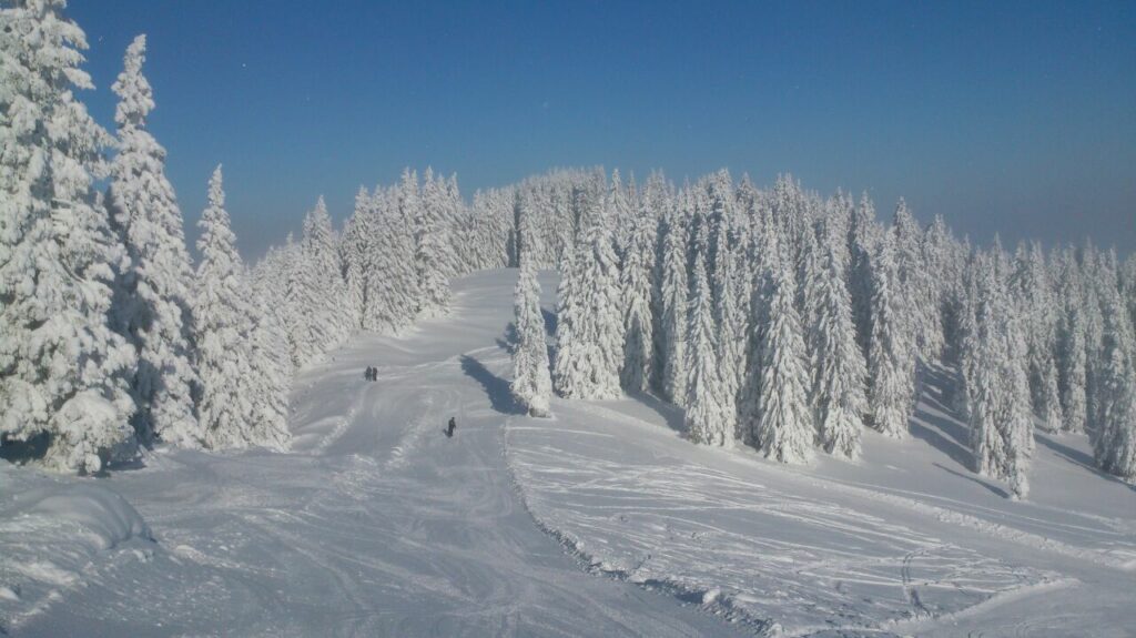 Verschneiter Wald